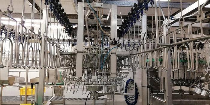 Systemate/Linco Evisceration Line